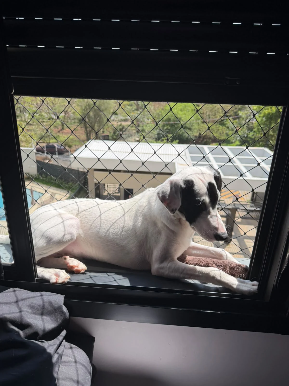 Cachorro branco com manchas pretas descansando em uma janela com rede de proteção