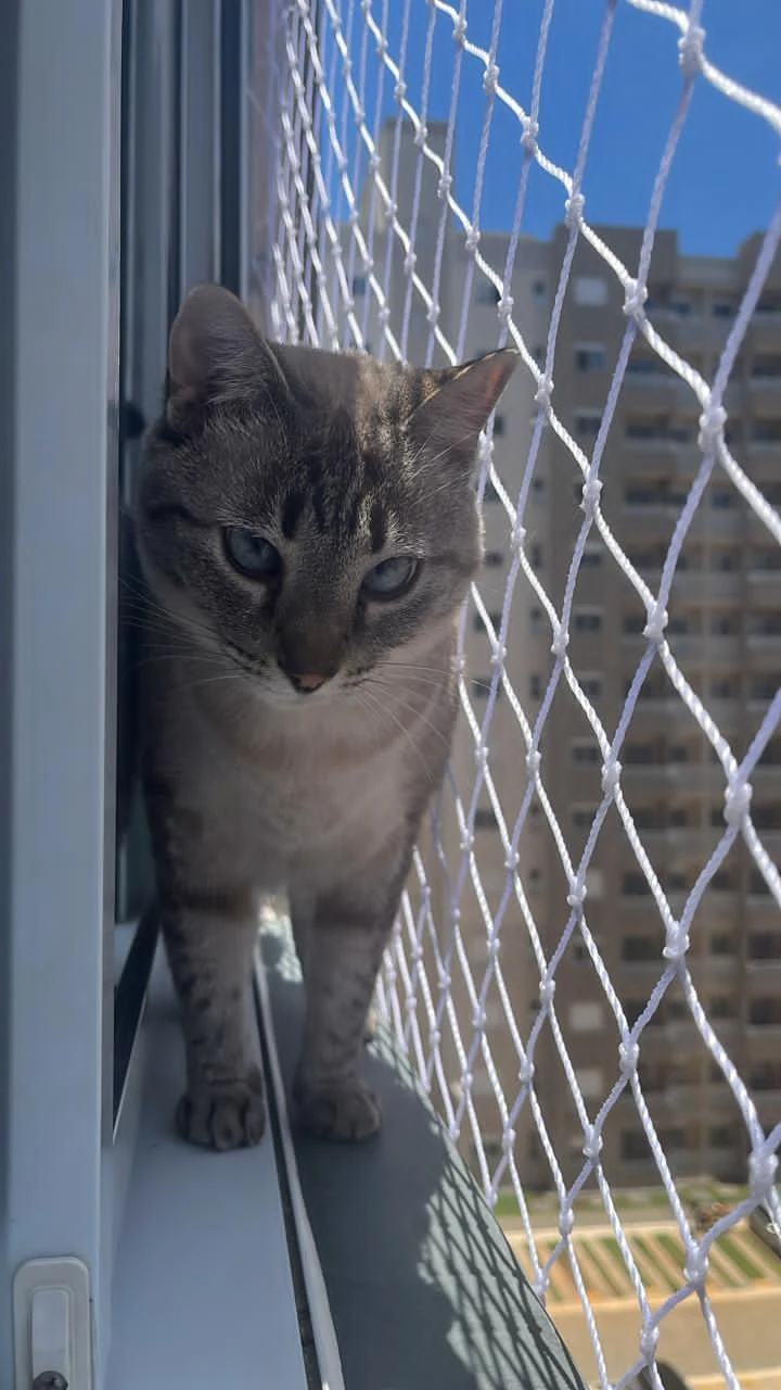 Gatinho em uma janela com rede de proteção branca